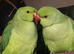North Dorset Parrot Rescue / Sanctuary