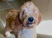Beautiful Irishdoodle puppies