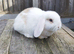 Minilop bunnies