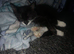 Male kitten for sale