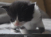 Maine coon kittens for sale