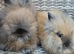 Cute double maned lionheads