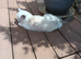 Bi colour Ragdoll female.