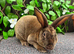 Mini Rex