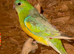 Redrump parakeets pair