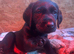 Labrador puppies for sale