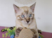 Bengal Snow White Male Kitten.