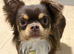 russian line male chihuahua
