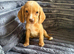 Adorable cocker spaniel puppies for sale