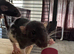 4 month old males
