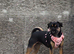 Beautiful 3 Year Old Female Jug Looking For A Loving Home