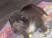 2 kittens look for forever home