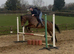 The Most Fun And Easy Mare Around!