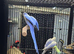 DF violet ringneck + violet pair