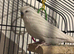 Sweet budgie comes with cage