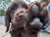 Pedigree KC registered chocolate cocker spaniel pup