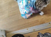 Cutie rehome