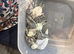 Budgie babies