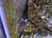 Pair breeding clown fish, coral banded shrimp and yellow headed jawfish