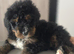 F1 BERNADOODLE TRI BOY