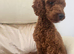 ️Deep Red Toy Poodle