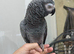 African grey female