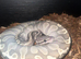 Lesser ghi hypo ball python for sale