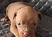 Staffy cross puppies