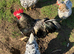 Hatching eggs - Swedish flower hens - &pound;3