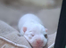 jack russell puppies two girls