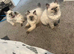 Ragdoll kittens
