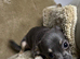 Jackawawa Puppies