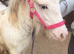 Stunning Grey Blagdon Filly