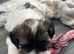 Two Adorable Shihpoo puppies