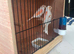 Red mosaic hens x2