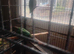 Pair of conures