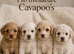 F1B cavapoo puppies