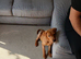 Labrador for sale