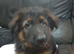 German shepherd puppies 8 weeks old