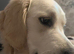 Cream golden retriever stud