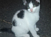 Black and white playful kittens