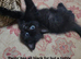 Premium Half‑Ragdoll Kittens — Ready for Loving Homes