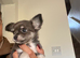 Baby girl chihuahua