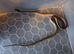 Centralian python Bredls python Morelia Bredli