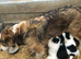 Collie cross Jack Russell