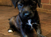 Ready to go stunning Jack Russel pups