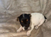 2 beautiful girl jack Russell pups