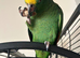Female Amazon parrot