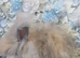 Beautiful Angora boys x 2