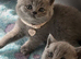 Pedigree British Shorthair Kittens